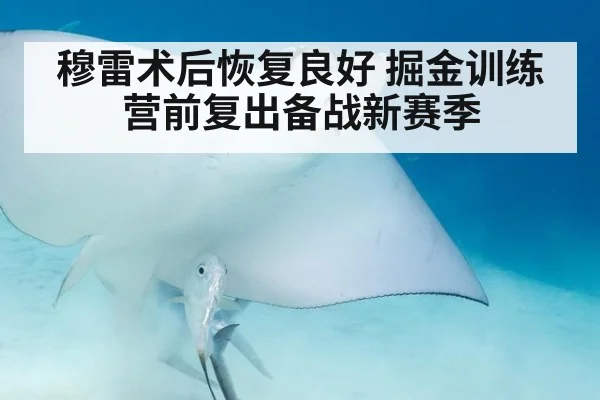 穆雷术后恢复良好 掘金训练营前复出备战新赛季 - jiuyou